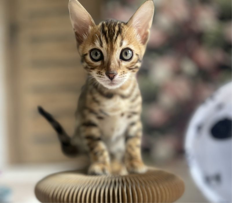 Kot bengalski kociak