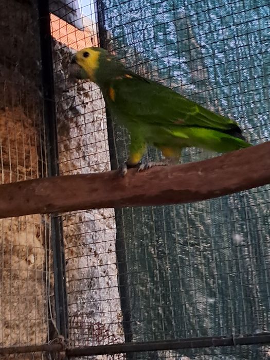 Amazona Aestiva xanthopteryx
