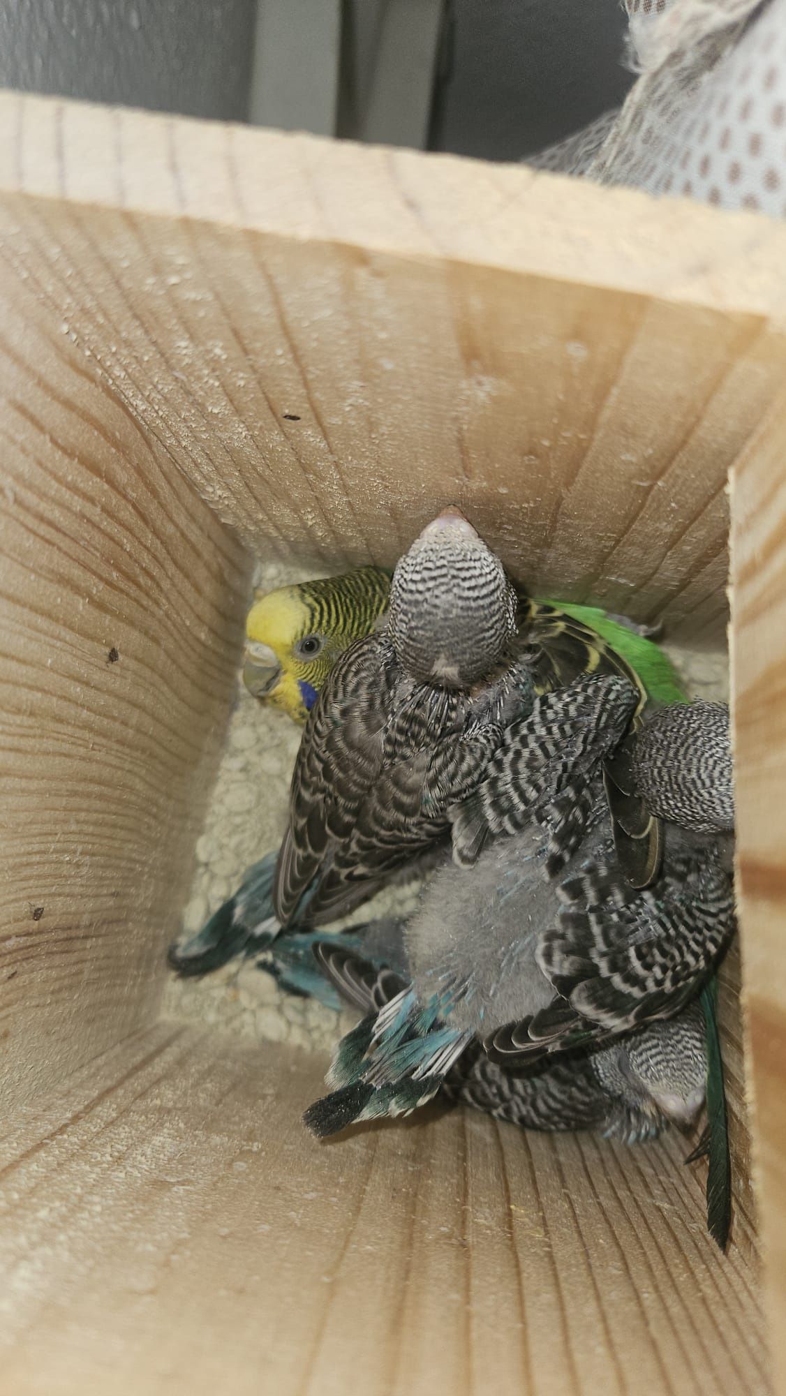 Periquitos bebés
