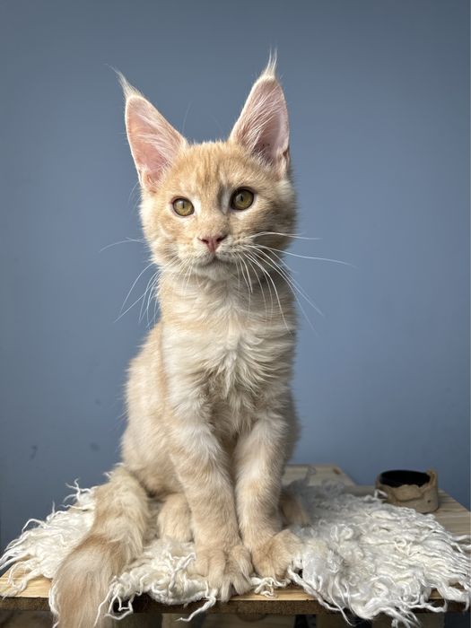 Безумно ласковый мальчик котенок мейн кун в  нарядном окрасе