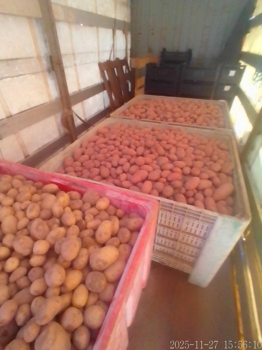 Batata Roxa Nova em quantidade