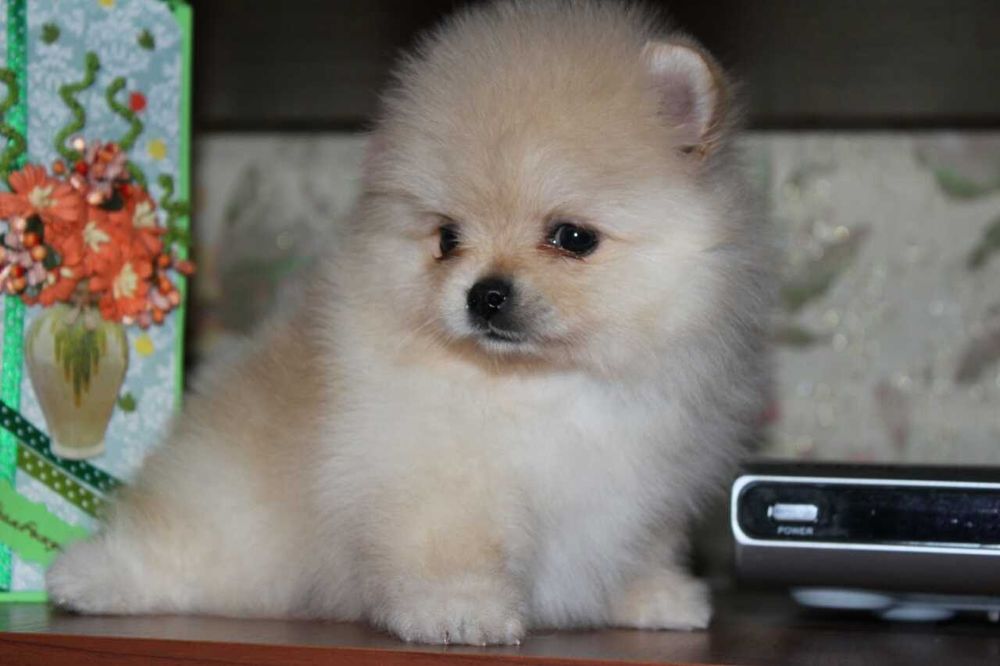 Ведмедики Шпіценята хлопчики та дівчата окраси білі, крем та оранж.