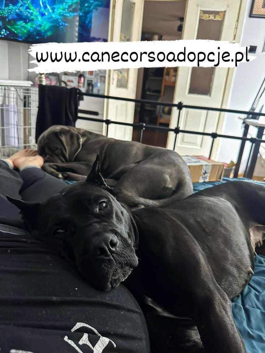 Astra w typie cane corso do adopcji.