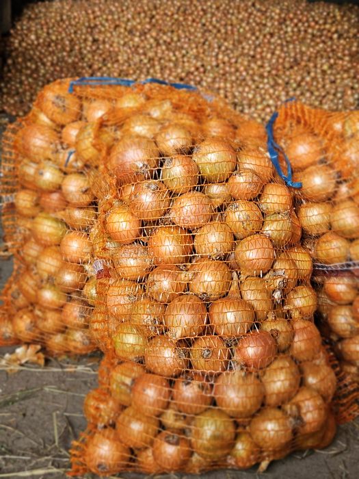 Cebula odmiany holenderskiej