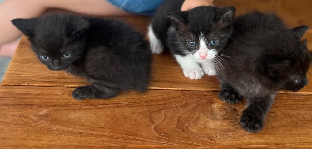Gatinhos para adopcao
