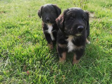 Owczarek australijski/owczarek collie