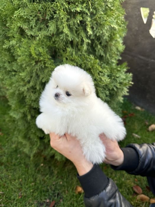 Шпиц померанский девочка