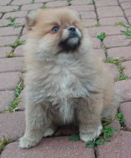 Szpic miniaturowy Pomeranian szczeniak