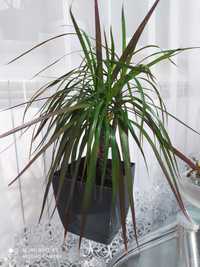 Dracena, 4 pędy,45 cm