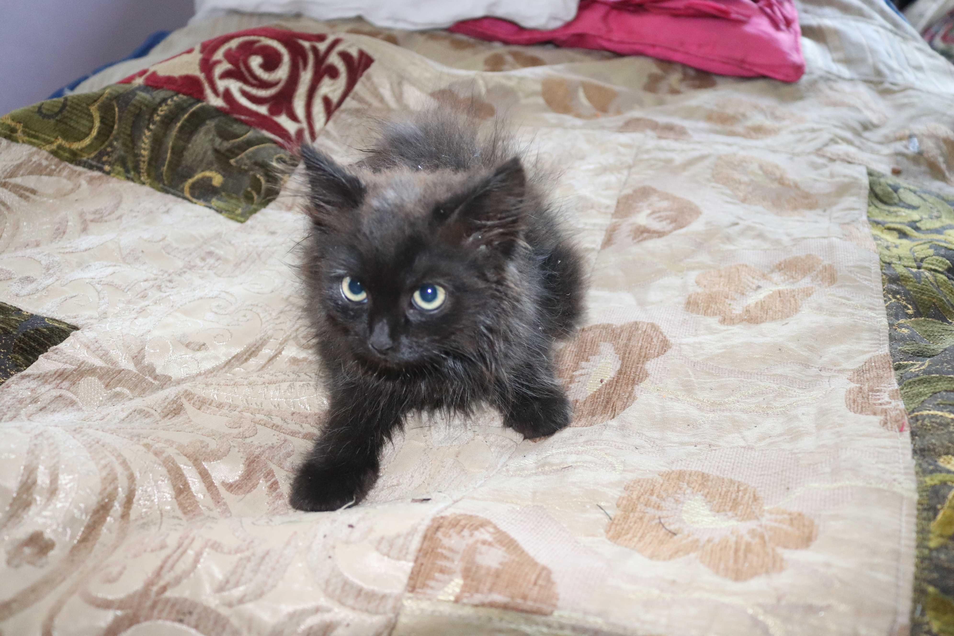 Бомбейский  кошенята 2 мicаця