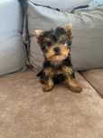 Yorkshire terrier mini sunia z rodowodem 2 miesięczna