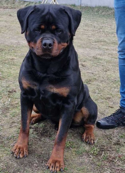 Rottweiler/Rottweilery- LOLA suczka 4,5 miesięczna