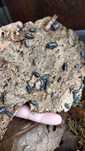 Isopods ( Bicho da Conta )