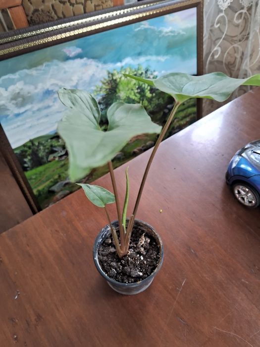 філодендрон кімнатна ліана