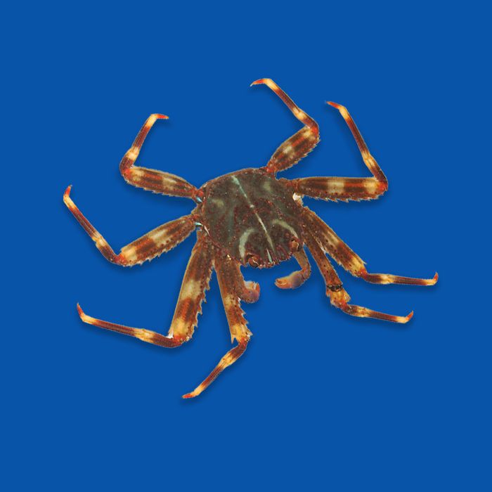 Krab Percnon gibbesi