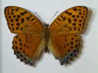Motyl w ramce 12x14 cm Argynnis childreni - 85 mm .