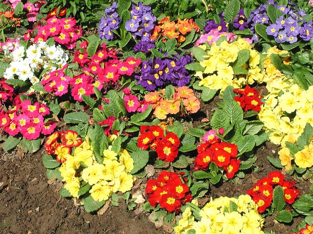 Примула садовая многолетняя разноцветная