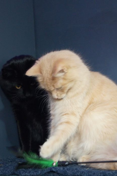 Гармонійна парочка котиків чекають на свою  родину