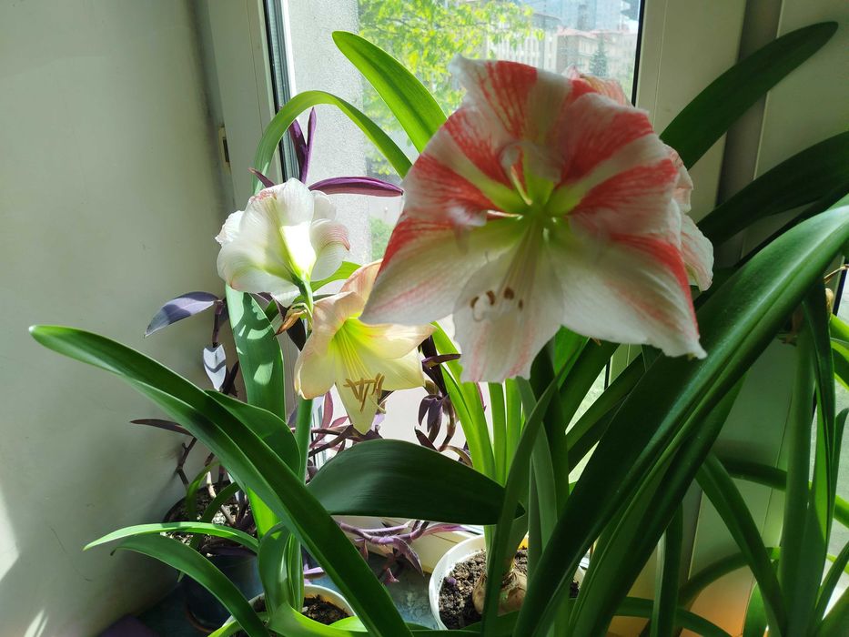 Гиппеаструм Клоун *Clown*, *Apple Blossom* , *Dancing Queen*