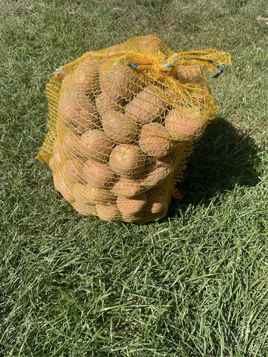 Ziemniaki Bellarosa worki 15kg