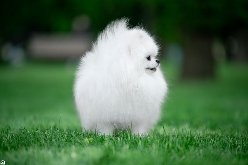 Шикарный привозной белый кобель шпиц , открыт для вязки