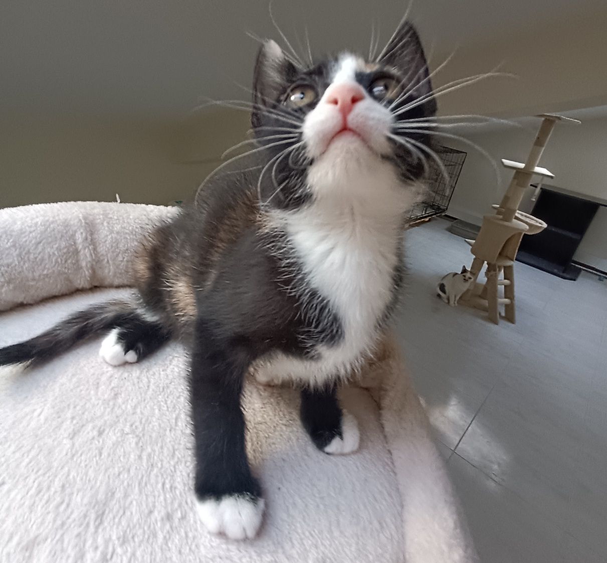 Gatinha para adoção em Viseu