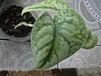 Dcinapsus pstry trebie