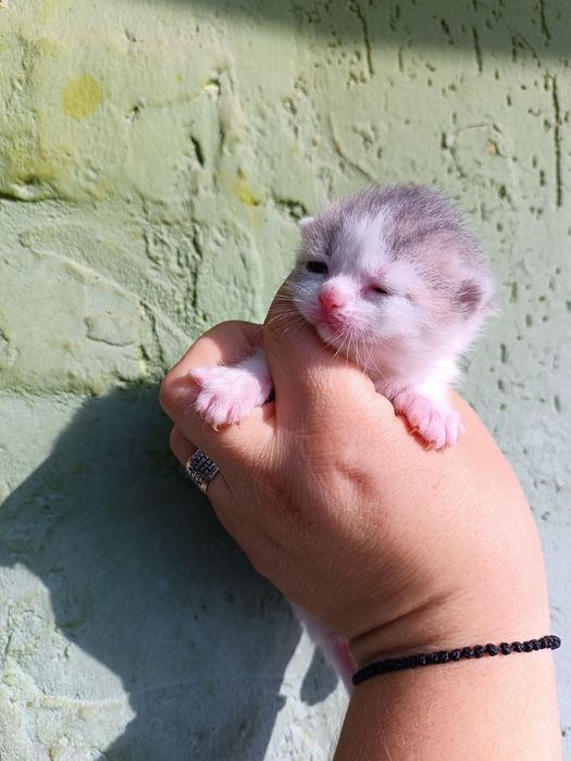 Котики та киці, сірі з білим, білі з чорним, дуже яскраві та красиві,