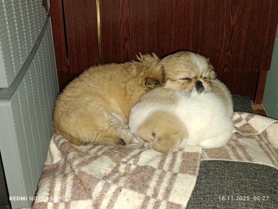 Щенки королевского короткошерстного  пекинеса , цуценята пекінесу