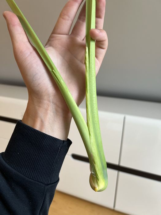 Monstera Deliciosa Mint (szczyt)