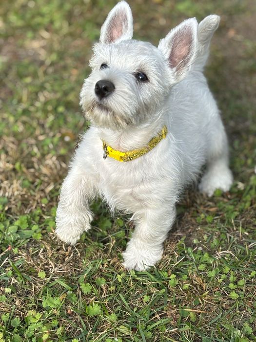 West Highland White Terrier - szczenię ,samiec ZKwP/FCI