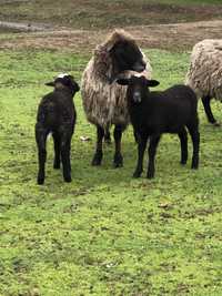 Вівці Барани Ягнята