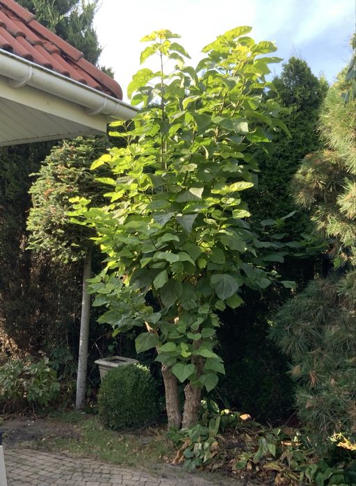 DRZEWO KATALPA 180cm wysokości