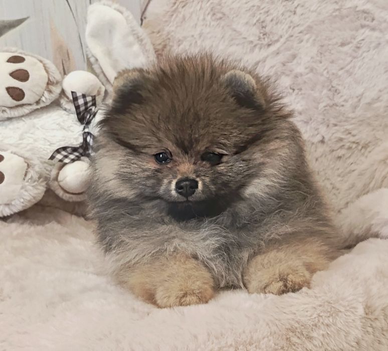 Цікавий хлопчик шпіцулі