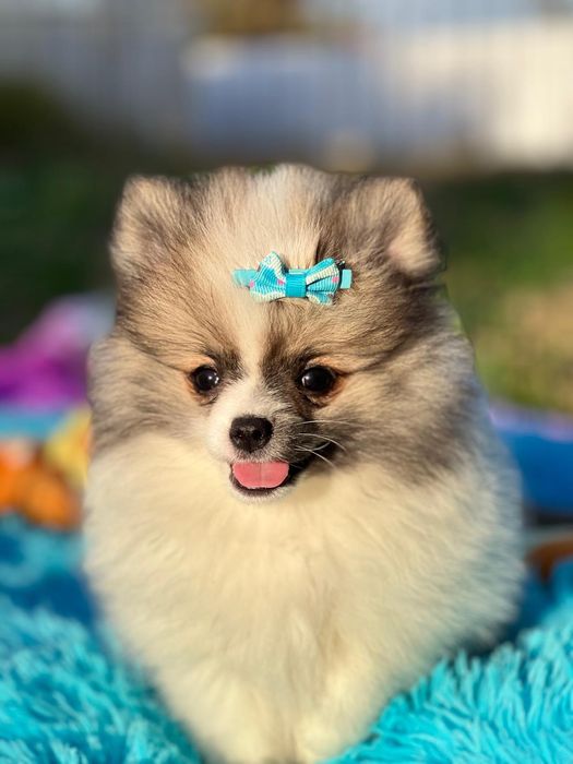 Lulu da Pomerânia micro miniatura com Lop e Afixo