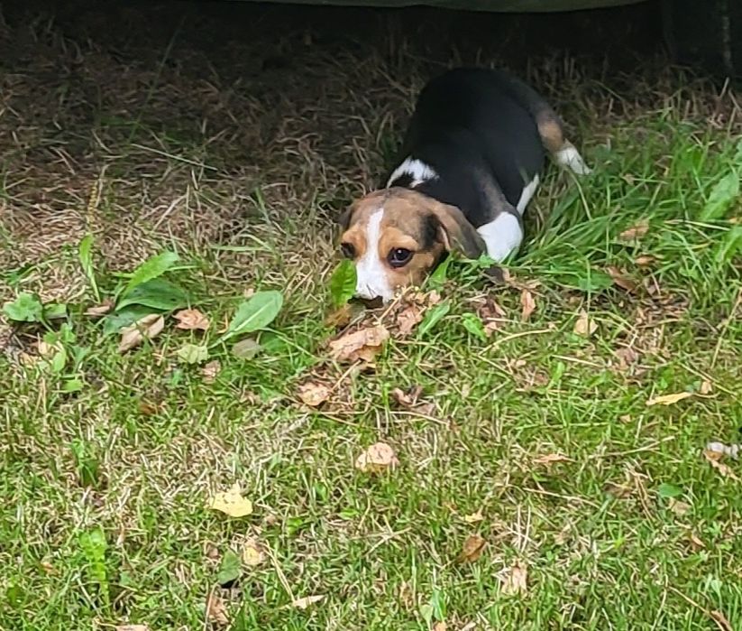 Beagle piesek sprzedam