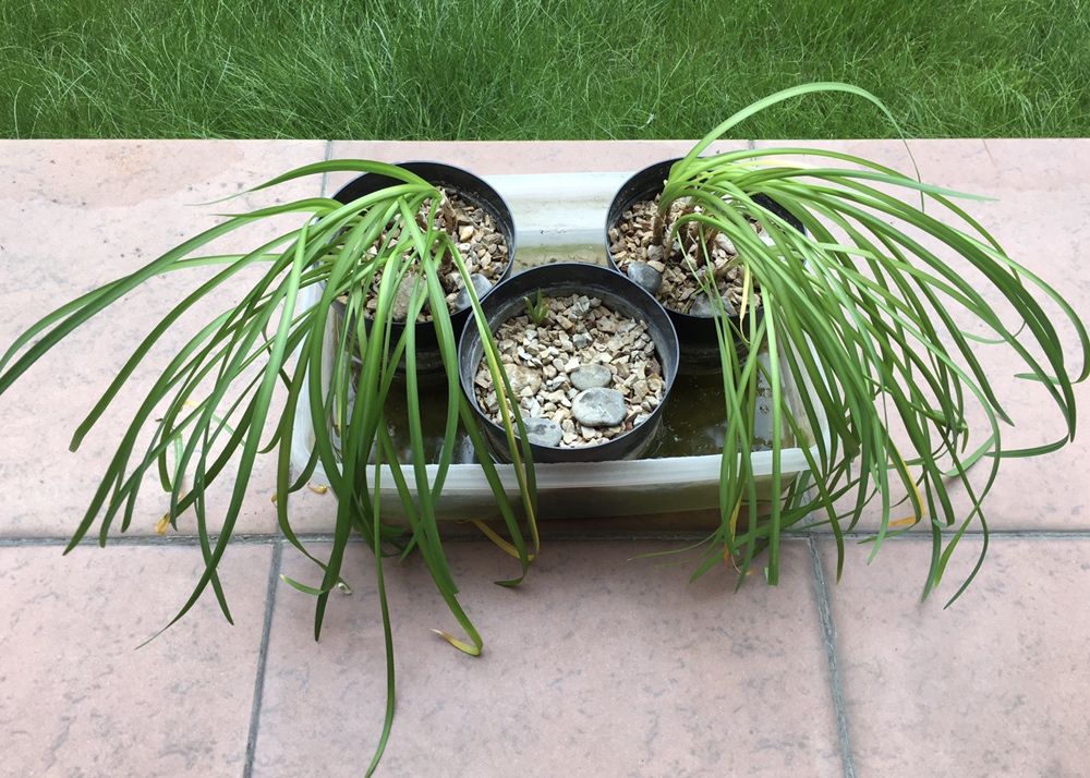 Растения для пруда Tulbaghia violacea