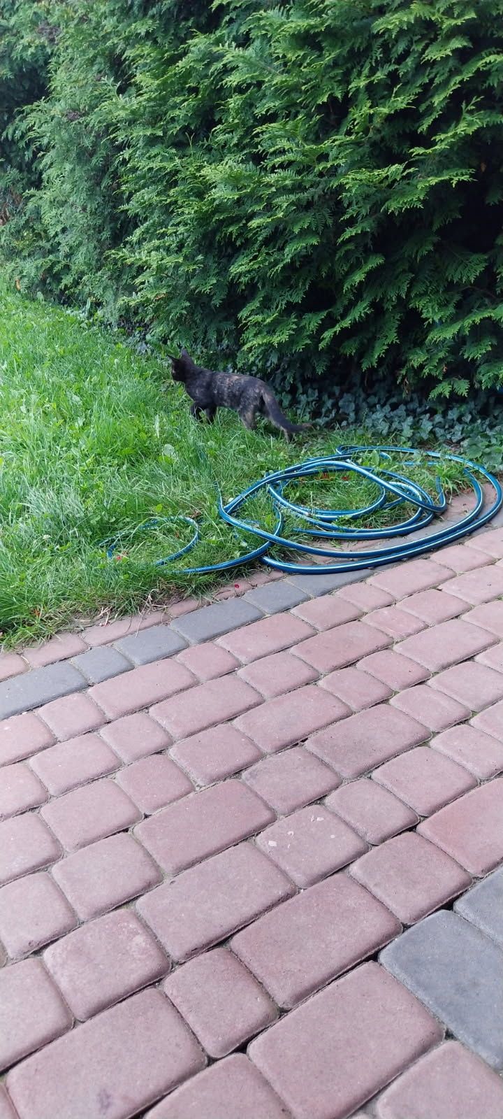 Oddam 3 kotki w dobre ręce za darmo!