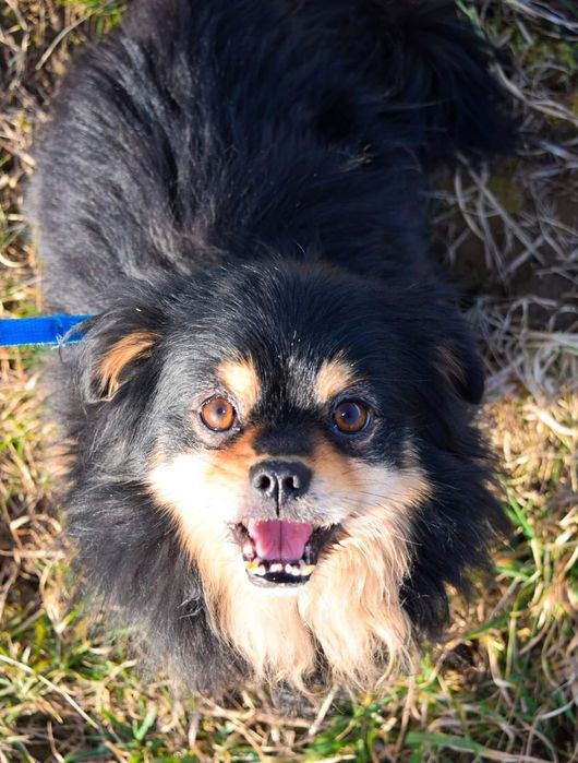 Mały waleczny lew szuka domu