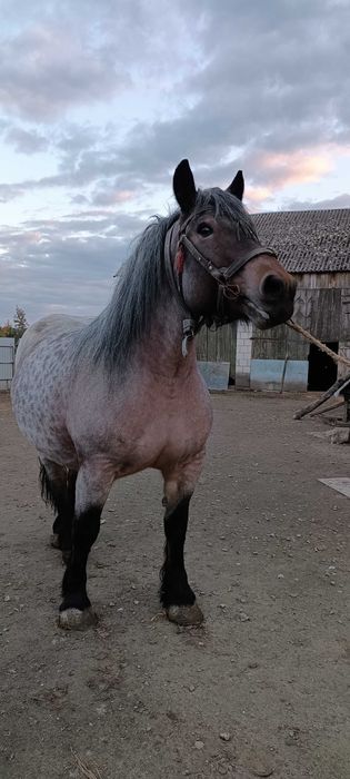 Sprzedam klacz zimnokrwistą