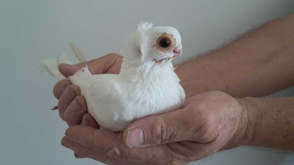 Mewka Mewki białe Gołębie ozdobne