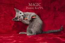 Kocurek Rosyjski Niebieski MAGIC Dumny Kot