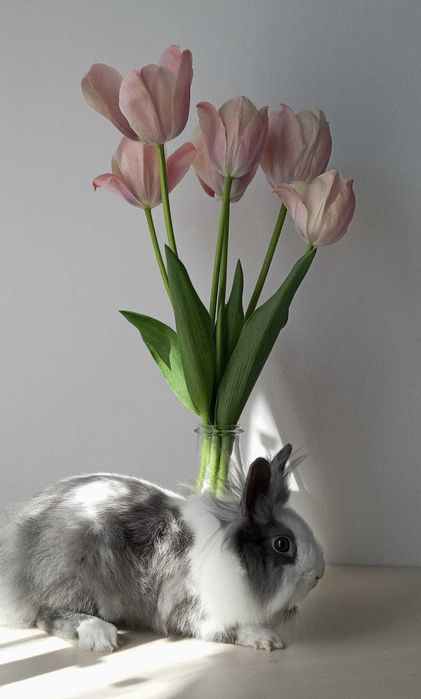 Królik miniaturowy wraz z klatką i całym zestawem akcesoriów