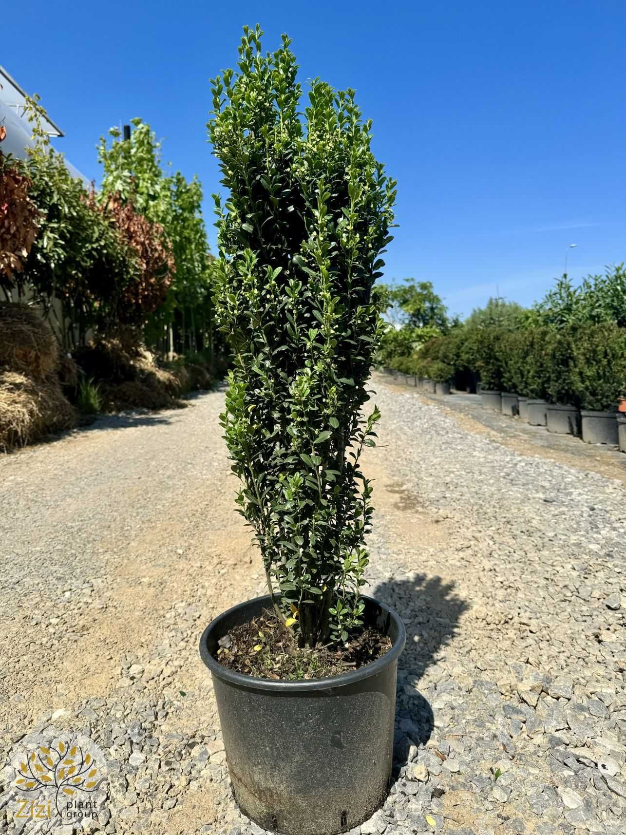 Ilex crenata Fastigiata, Ostrokrzew karbowanolistny, 100-120cm