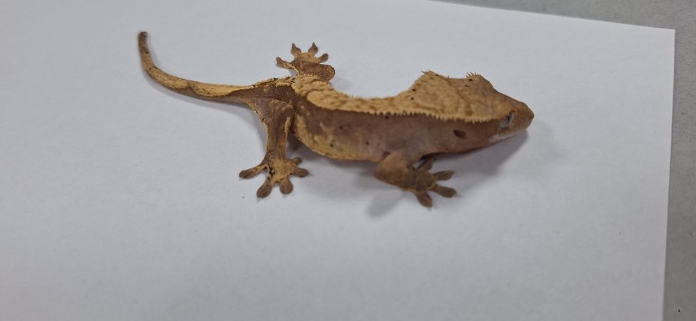 Gekon orzęsiony samica