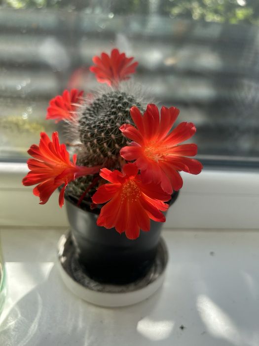 Продаю кактус (дочірні відростки)