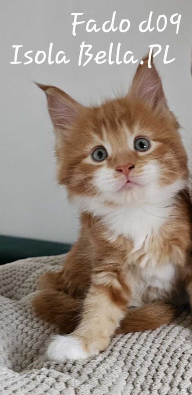 Kocurek Maine Coon