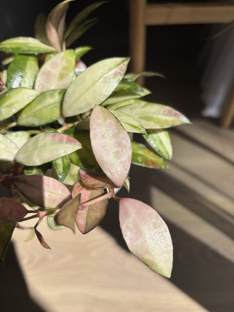 Hoya Hoja Walliniana variegata cięty węzeł