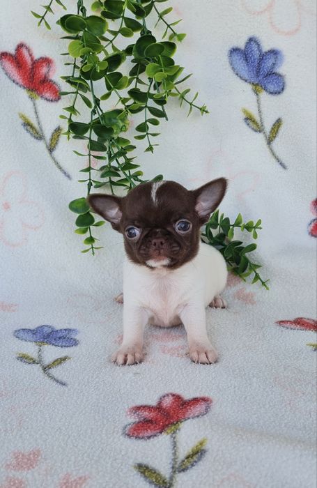 Estupendo mini mini Chiuaua/ Chihuahua, linhagem russa de Qualidade