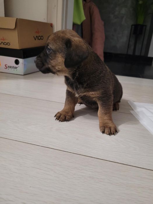 Oddam szczeniaczki w dobre ręce